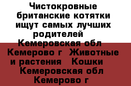 Чистокровные британские котятки ищут самых лучших родителей! - Кемеровская обл., Кемерово г. Животные и растения » Кошки   . Кемеровская обл.,Кемерово г.